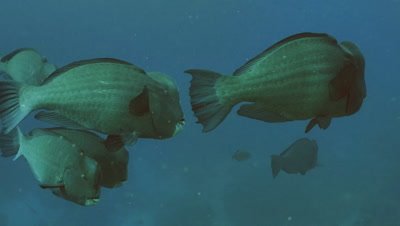 school of Green humphead parrot fishes swimming slowly 