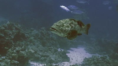 huge Malabar grouper swimming slowly in coral reef