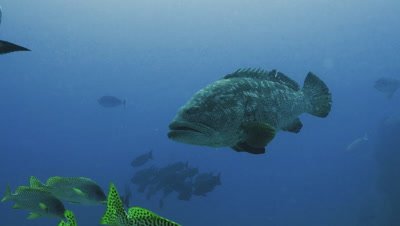 huge Malabar grouper swimming slowly over coral reef