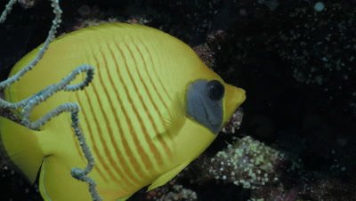 close shot of two masked butterfly fishes in coral reef