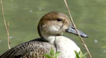 Northern Pintail Duck Female