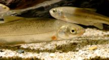 European Nase And Other  Cyprinids