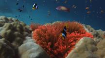 Clark's Anemonefish, Amphiprion Clarkii, In Red Bubble-Tip Anemone, Entacmaea Quadricolor