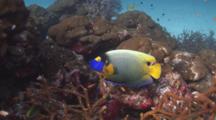 Blueface Angelfish, Pomacanthus Xanthometopon, Amongst Hard Corals