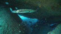 Great Barracuda, Sphyraena Barracuda, In Cavern
