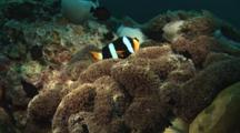 Clark's Anemonefish, Amphiprion Clarkii, And Damsels In Carpet Anemone, Stichodactyla Sp.