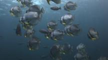 School Of Teira Batfish (Longfin Batfish), Platax Teira