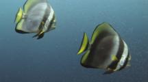 Pair Of Pinnate Batfish (Dusky Batfish), Platax Pinnatus