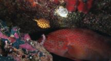 Juvenile Yellow Boxfish, Ostracion Cubicus, And Coral Grouper, Cephalopholis Miniata