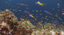 Colorful Tropical Fish Over Coral Reef Including Lyretail Anthias, Pseudanthias Squamipinnis, And Yellowback Anthias, Pseudanthias Evansi