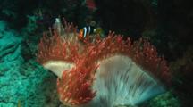 Clark's Anemonefish, Amphiprion Clarkii, In Red Bubble-Tip Anemone (Bulb Anemone), Entacmaea Quadricolor