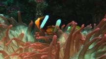 Clark's Anemonefish, Amphiprion Clarkii, In Red Bubble-Tip Anemone