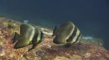Pair Of Teira Batfish (Longfin Batfish), Platax Teira