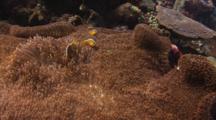 Orange Anemonefish (Orange Skunk Clownfish), Amphiprion Sandaracinos, On Merten's Carpet Anemone, Stichodactyla Mertensii