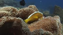 Orange Anemonefish (Orange Skunk Clownfish), Amphiprion Sandaracinos, On Merten's Carpet Anemone, Stichodactyla Mertensii