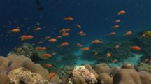 School Of Lyretail Anthias (Sea Goldie), Pseudanthias Squamipinnis, Over Coral Reef