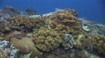 Coral Reef At Crystal Bay, Bali, With Mushroom Leather Coral, Sarcophyton Trocheliophorum