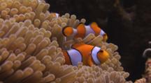 Ocellaris Clownfish (Clown Anemonefish), Amphiprion Ocellaris, In Magnificent Sea Anemone
