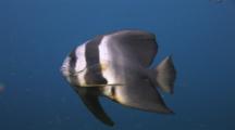 Teira Batfish (Longfin Batfish), Platax Teira