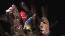 Melon Butterflyfish, Chaetodon Trifasciatus, And Parrotfish In Hard Coral Reef