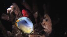 Melon Butterflyfish, Chaetodon Trifasciatus, And Parrotfish In Hard Coral Reef