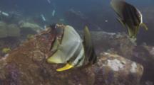 Teira Batfish (Longfin Batfish), Platax Teira, Swim Over Rocky Reef