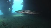 Great Barracuda, Sphyraena Barracuda, Under The Stern Of The Usat Liberty Shipwreck