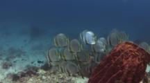 School Of Orbicular Batfish, Platax Orbicularis, Swim Past Barrel Sponge