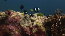 Clark's Anemonefish, Amphiprion Clarkii, In Adhesive Anemone With Domino Damsels