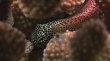 Leopard Blenny, Exallias Brevis, Hiding In Cauliflower Coral, Pocillopora Sp.
