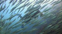 School Of Juvenile Barracuda Swims Past To Reveal Scuba Diver