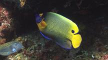 Blueface Angelfish, Pomacanthus Xanthometopon, Swims Over Reef