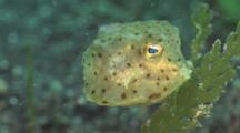Juvenile Shortnose Boxfish, Ostracion Nasus