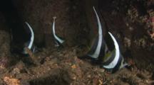 Small School Of Juvenile Longfin Bannerfish, Heniochus Acuminatus