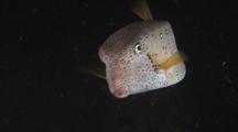 Yellow Boxfish, Ostracion Cubicus, On Shipwreck At Night. Intermediate Adult