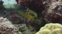 Pair Of Green Canary Blenny (Tonga Fangblenny), Meiacanthus Tongaensis