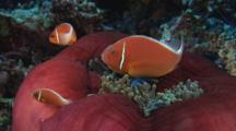 Pink Anemonefish (Pink Skunk Clownfish), Amphiprion Perideraion, Over Closed Red Anemone