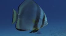 Orbicular Batfish, Platax Orbicularis, Swimming In Open Water