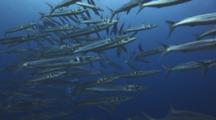 School Of Bigeye Barracuda, Sphyraena Forsteri, Swims Past Camera