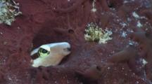Lance Blenny, Aspidontus Dussumieri, Emerges From Its Hole In The Reef