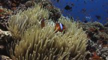 Pair Of Fiji Barberi Clownfish, Amphiprion Barberi, In Long-Tentacled Sea Anemone
