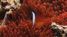 Fiji Barberi Clownfish, Amphiprion Barberi, In Red Bubble-Tip Anemone, Entacmaea Quadricolor