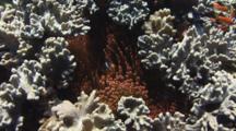 Fiji Barberi Clownfish, Amphiprion Barberi, In Red Bubble-Tip Anemone, Entacmaea Quadricolor, Amongst Coral