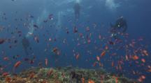 Scuba Divers Behind School Of Lyretail Anthias, Pseudanthias Squamipinnis, Over Coral Reef