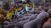 School Of Pacific Double-Saddle Butterflyfish, Chaetodon Ulietensis, Feeding On Hard Coral Reef