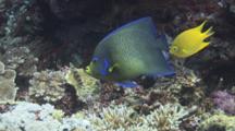 Semicircle Angelfish (Koran Angelfish), Pomacanthus Semicirculatus, Over Hard Coral Reef, With Golden Damsel