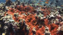Fiji Barberi Clownfish, Amphiprion Barberi, In Huge Red Bubble-Tip Anemone, Entacmaea Quadricolor