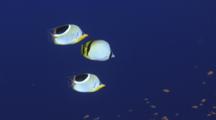 Pair Of Saddle Butterflyfish, Chaetodon Ephippium, And Vagabond Butterflyfish, Chaetodon Vagabundus, Swimming In Open Water
