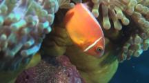Pink Anemonefish (Pink Skunk Clownfish), Amphiprion Perideraion, Under Magnificent Sea Anemone, Heteractis Magnifica