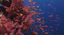 School Of Orange And Purple Anthias With Dendronephthya Soft Coral (Carnation Coral)